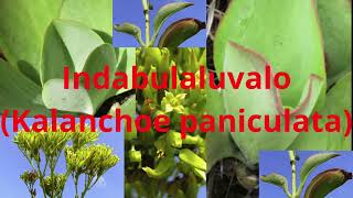 Kalanchoe paniculata Indabulaluvalo  treatment for anxiety or anxiousness [upl. by Armillia]