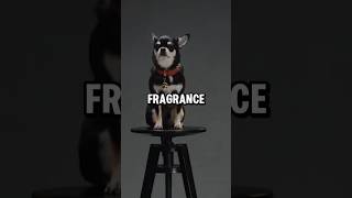 Dolce amp Gabbana Releases Dog Perfume dogs shorts podcast [upl. by Ileane]