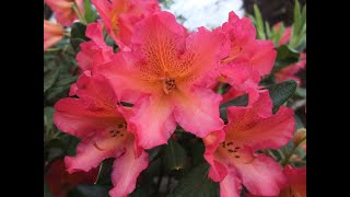 How to grow amazing Rhododendrons blooms  with healthy leaves too [upl. by Armbrecht140]