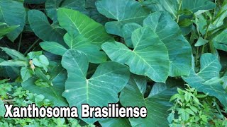 Xanthosoma brasiliense ज़ैंथोसोमा ब्रासिलिएन्स Elephant Ear Plant Care  Xanthostemon Plant [upl. by Mallina980]