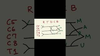 Brachial plexus part2 neetpg2025 mbbsstudent medicine science inicet2025 [upl. by Yanrahc]