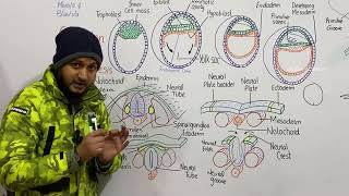 Organogenesis  Neurulation in human embryo  embryonic development  class 12 [upl. by Saum]