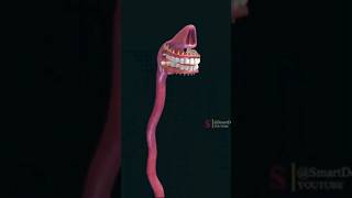 Esophagus  The digestive system [upl. by Ddarb663]