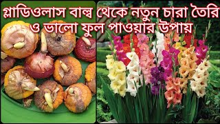 গ্লাডিওলাসGladiolus বাল্ব থেকে চারা তৈরি ও সম্পূর্ণ পরিচার্যা । [upl. by Ymerrej]