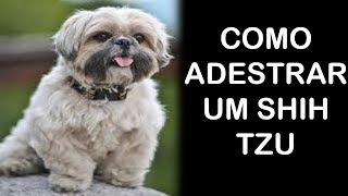 Como Adestrar um Shih Tzu  Aprenda a Como Ensinar o Shih Tzu [upl. by Broida]