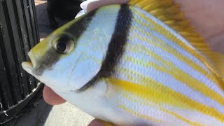 Florida Keys Fishing Mallory square pt1 [upl. by Jos]