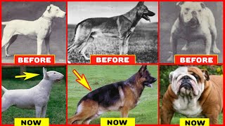 Years of Breeding Ruined Popular Dog Breeds [upl. by Aneram257]