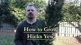 How to grow Hicks Yew Upright Narrow Evergreen Conifer [upl. by Eyaf]