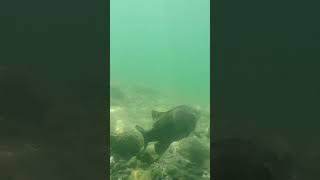 Smallmouth Bass VS Jerkbait [upl. by Nyladnewg873]