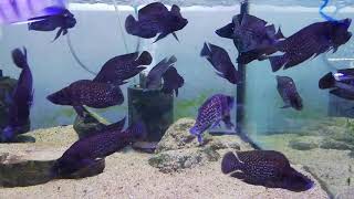 4 inch black calvus Cichlid [upl. by Nonahs]