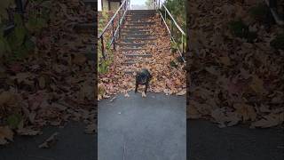 Puggle swooshes down steps [upl. by Alderson993]