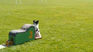 Caeyn our flyball papillon [upl. by Dickens]