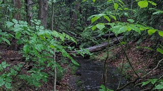 A Rainy Day in the WoodsPouring Outside Dyl Dion [upl. by Einapets470]