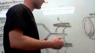 Cardiovascular Hydralazine physiology [upl. by Horgan361]