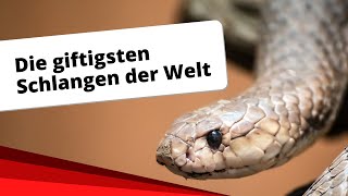 Top10 Die giftigsten Schlangen der Welt [upl. by Auos810]