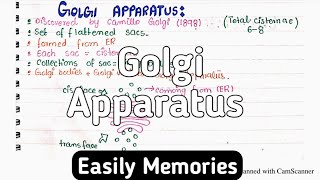 Golgi Apparatus Structure And Functions  Class 11 Biology [upl. by Mitzl]