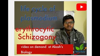 Life cycle of plasmodium Erythrocytic schizogony [upl. by Hildick]