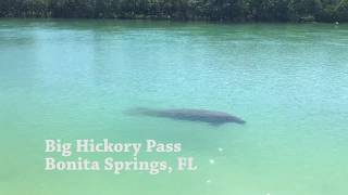 Manatee Big Hickory [upl. by Wileen]