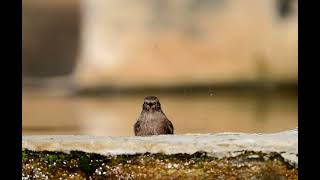 Kara kızılkuyruk » Phoenicurus ochruros » Black Redstart [upl. by Dymphia587]