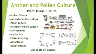 Anther and Pollen culture in Plant Tissue Culture Application Techniques Hindi Urdu Botany [upl. by Ennaylloh]