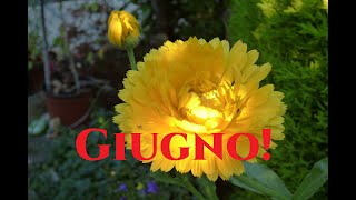 Tutti i Fiori di Giugno Tutorial Giardinaggio Gardeners World 2024 [upl. by Ciccia]