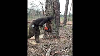 Precision Tree Felling Watch This Tree Come Down Safely [upl. by Nonaihr455]