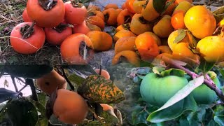 Persimmon Production  How to Produce Persimmon [upl. by Lurline]