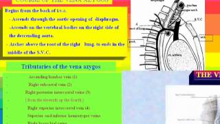 4 c Azygos vein د  احمد مصطفى كمال [upl. by Nelo810]