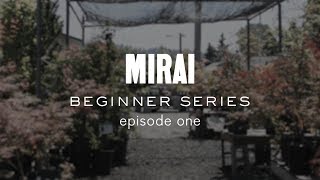 Bonsai Beginner Series  Material Selection [upl. by Almire]