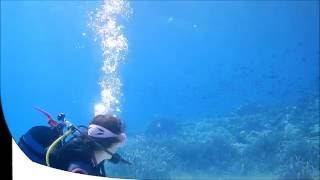 Cormorant swimming underwater in Sithonia Halkidiki [upl. by Aetnahs52]