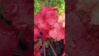 Heuchera Fire alarm Putting out some super red leaves [upl. by Gauntlett]