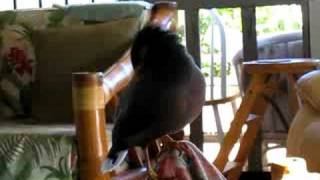 Woof Amazing talking Mynah quotKaleoquot [upl. by Blossom35]