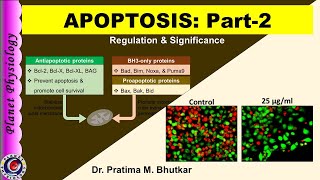 Apoptosis Part 2  Regulation amp Significance [upl. by Nahn242]