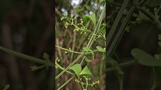 Rubia cordifolia Rakta ManjishtaKannada [upl. by Arielle]