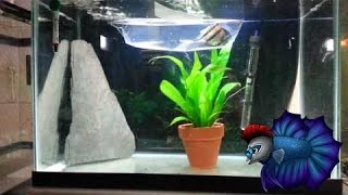 Angelfish Breeding Tank Setup [upl. by Acinat]