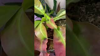 My Nepenthes Miranda and its massive pitcher nepenthes plants venusflytrap setup growth [upl. by Valina]