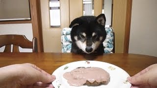 黒柴クロ 犬ごはん ソースがっ！ 馬肉ハンバーグ Shiba Inu Kuro Eats Horse Salisbury Steak [upl. by Aissert306]