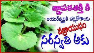 Brahmi Health Benefits  Ayurvedic Herbs telugu [upl. by Aretse]