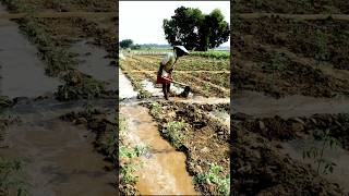 Irrigation in Tomato Field shorts [upl. by Martine]