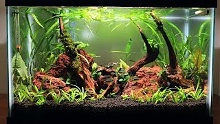 Easy Low Budget 10 Gallon Aquascape Update [upl. by Jerroll]