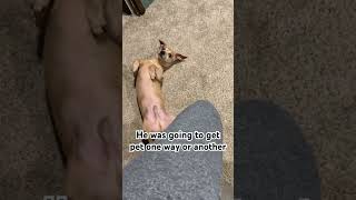 I wouldn’t pet him so he moved to the next person viral dog doggieshorts [upl. by Cindra]