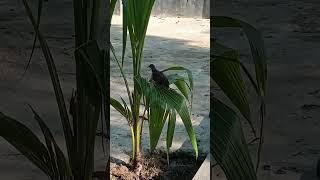 ছেড়ে দেওয়া ঘুঘু পাখি ফিরে এসেছে। birds chicken shorts sorts shortsvideo farming [upl. by Novyart]