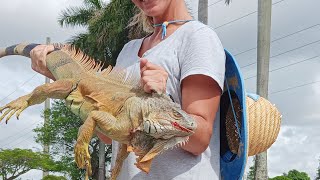 WHAT A DAY ON THE WATEREPIC IGUANA HUNTMARAUDERS DID GREAT [upl. by Scarlet675]