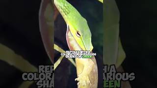 Boomslang Africas Most Poisonous Exotic Tree Snake [upl. by Magnuson]