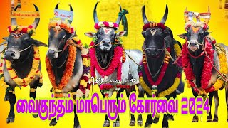 வைகுந்தம் களம் காங்கேயம் காளை கோர்வை 2024jallikattu viralvideo trendingvideo bull eruthattam [upl. by Aurie365]