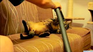 Cat Loves Vacuum Cleaner [upl. by Wailoo]