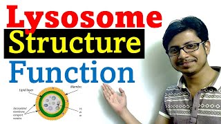 Lysosome structure and function [upl. by Llehcam]