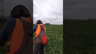 DOUBLÉ DE PERDREAUX À L’ARRÊT DE MA MUNSTERLANDER 😍 chasse chien münster [upl. by Alfonzo]