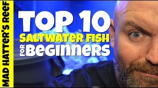 6 Easy Fish EVERY Marine Tank Should Have [upl. by Odarnoc]