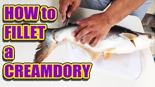 HOW TO FILLET A CREAMDORY Pangasius [upl. by Irby]